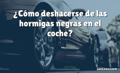 ¿Cómo deshacerse de las hormigas negras en el coche?