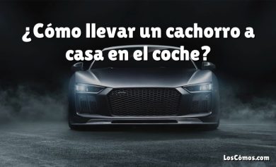 ¿Cómo llevar un cachorro a casa en el coche?