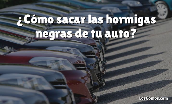 ¿Cómo sacar las hormigas negras de tu auto?