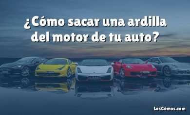 ¿Cómo sacar una ardilla del motor de tu auto?